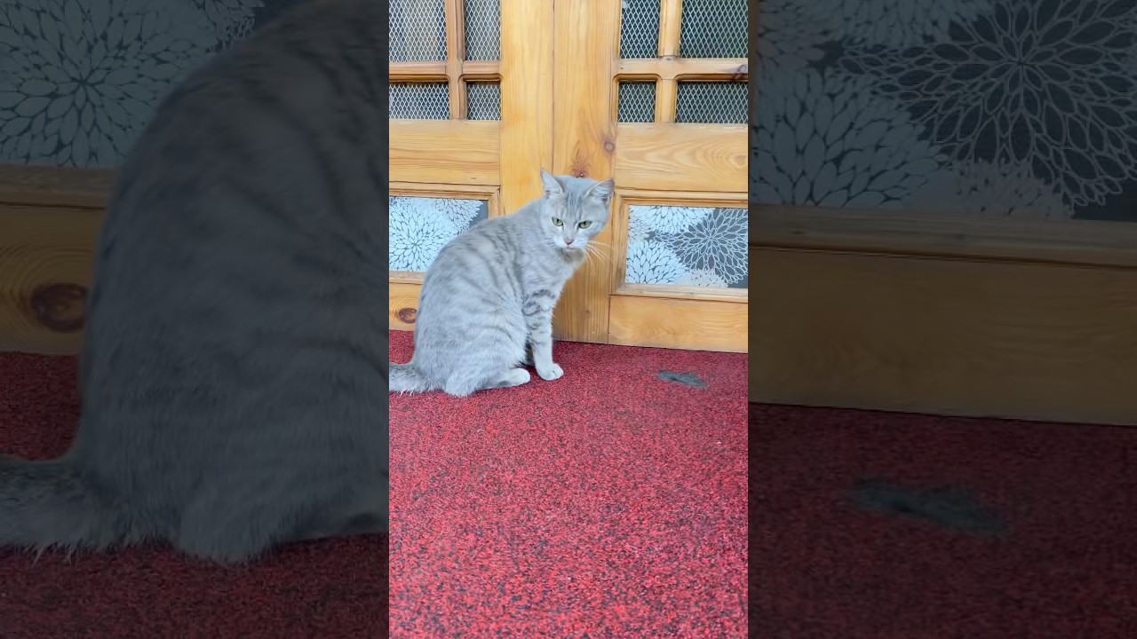 #shorts #trending #catlover #youtube