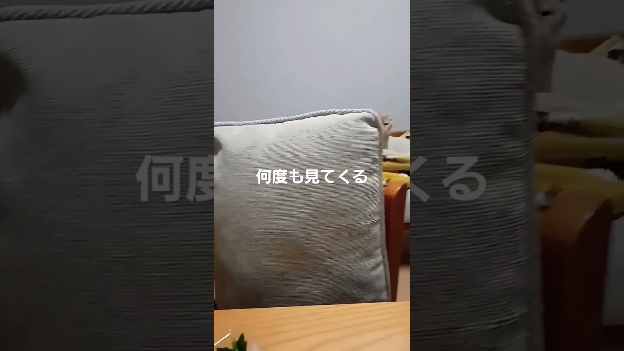 鳴いて甘える技術を知っている　#スコティッシュフォールド #ねこ #猫のいる暮らし #癒し #cat