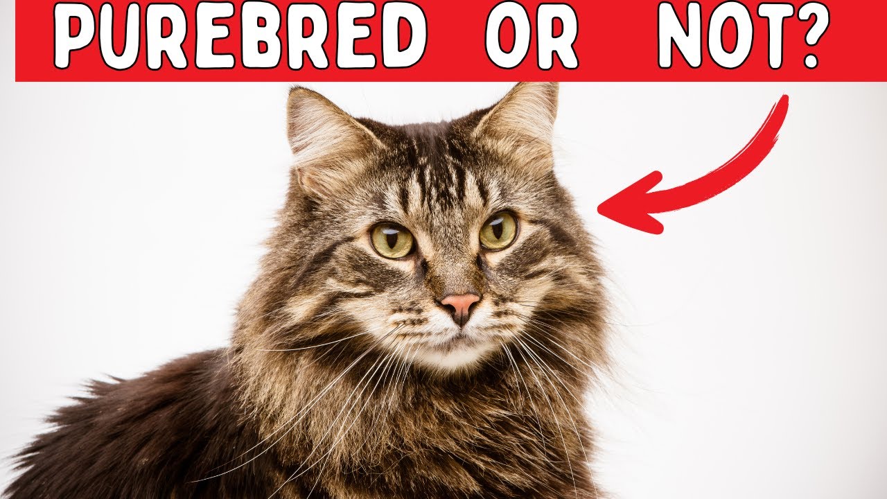 Is Your Cat a Pure Breed?