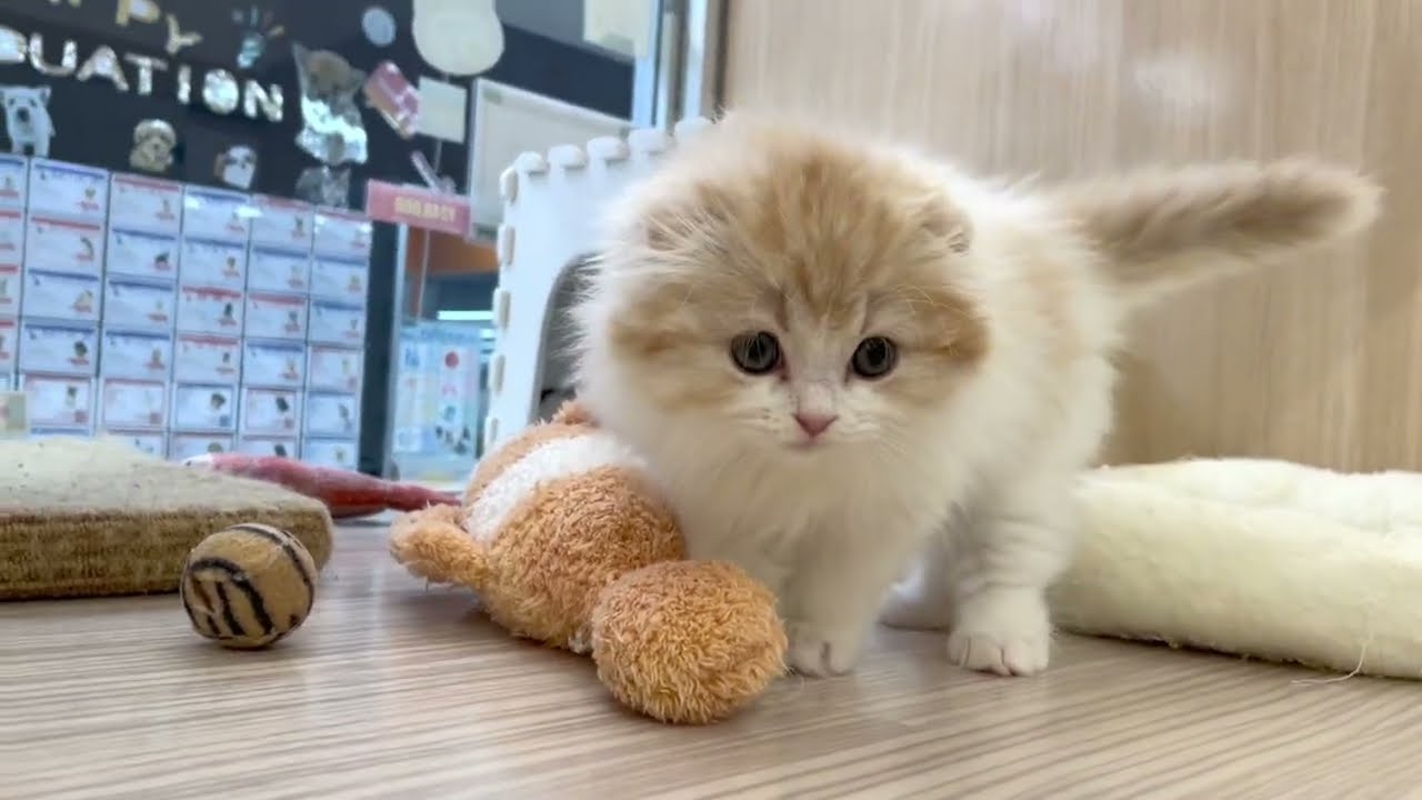 【2024/12/10撮影公開】長毛スコティッシュフォールド 男の子 クリームタビー＆ホワイト 最新動画を公開！まん丸フォルムの激かわスコにゃん、入店数分でグイグイ擦り寄る懐っこcat♡