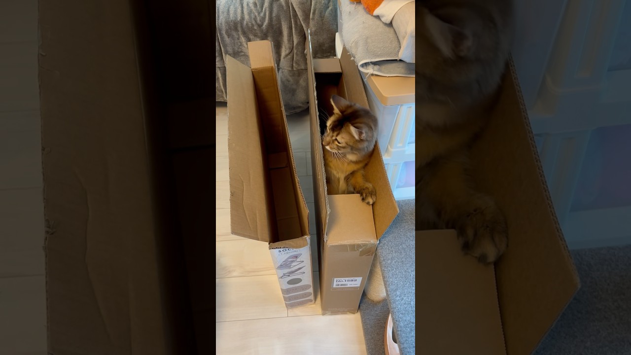 ちょっと難しいかな？と思ったけど #ソマリ #ねこのいる暮らし