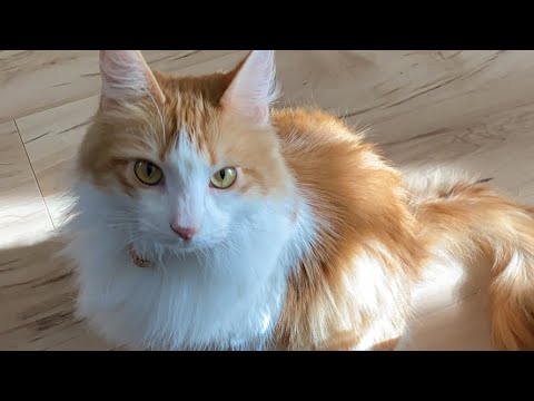朝の猫タイム！【マリー（メインクーン）】