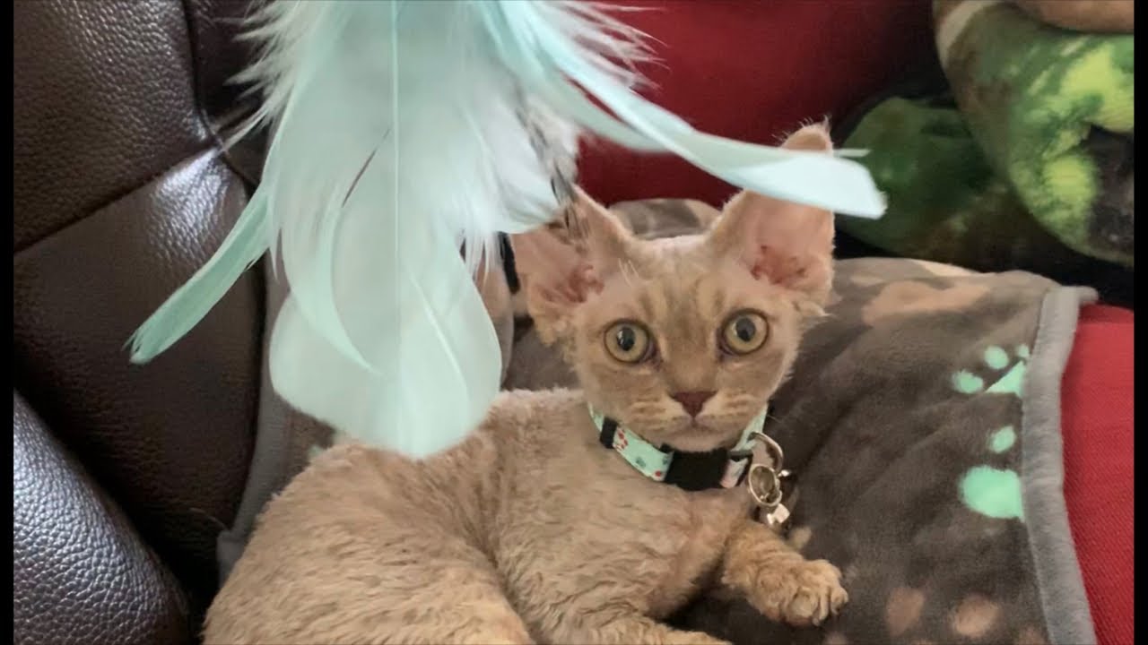 Meet our New Pet! Livestream