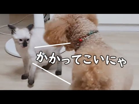 真っ白な子猫時代のシャム猫が可愛すぎた。feat.ワンちゃん