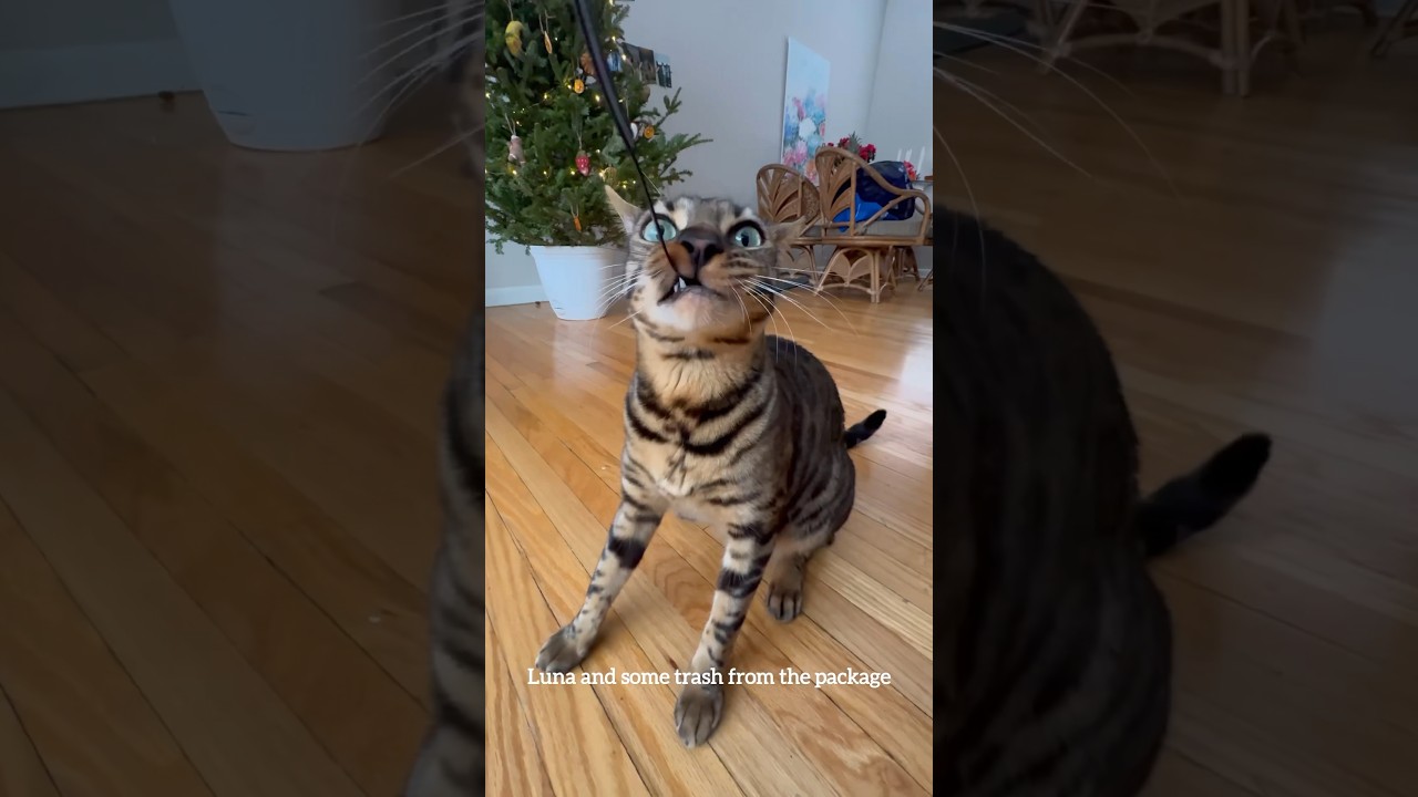 Bengal cat and toys #bengal #cats #fannycatvideoshort