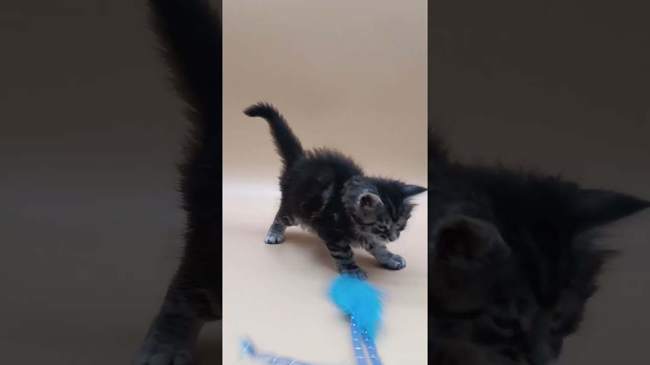 Narsiy Black Smoke Blotched Tabby Maine Coon Male Kitten Available Now | Purebred Kitties