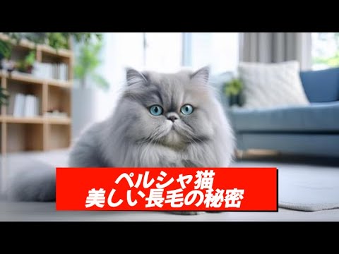 ペルシャ猫の長毛の秘密に迫る！美しさを保つ秘訣とカラーパターンも紹介