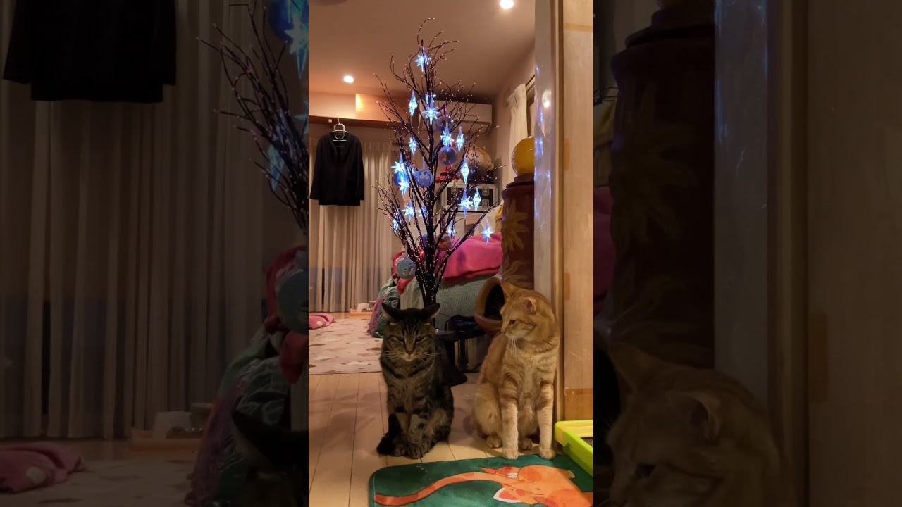 緊迫中！ #shorts #cat  #保護猫