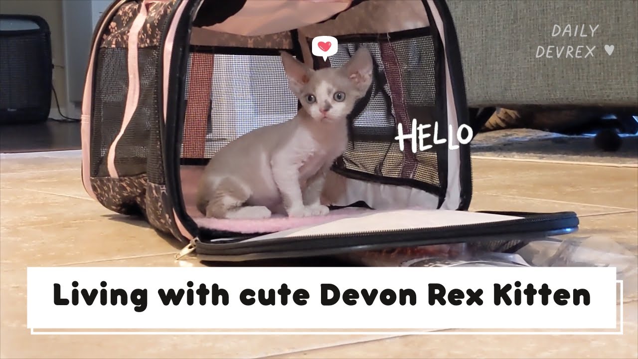 Life with a Devon Rex Kitten