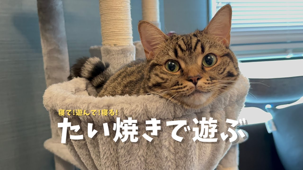 大好きなパパにたい焼きを運ぶ猫が可愛すぎるwww