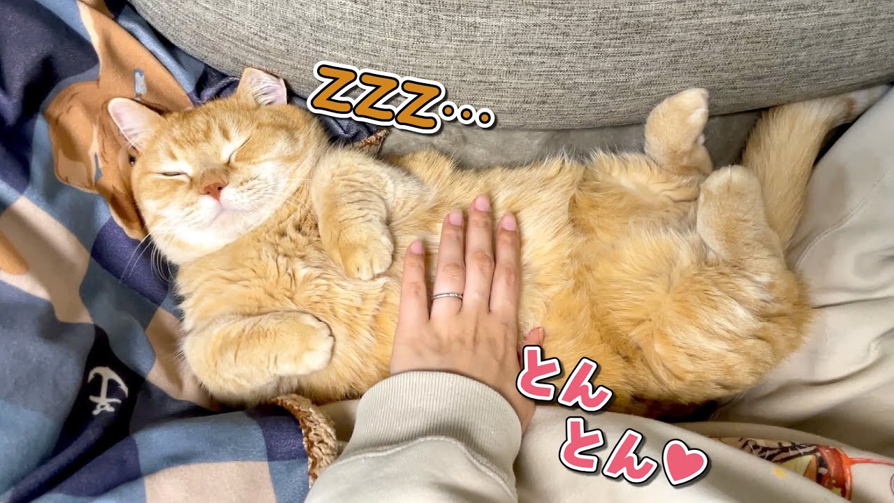 お腹をトントンされるとヘソ天で寝ちゃう猫が可愛すぎる…！