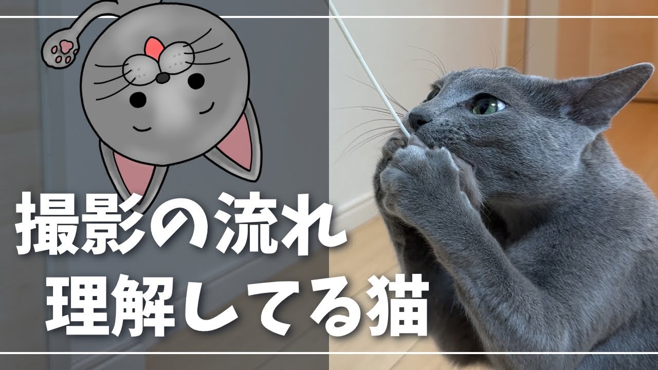 YouTube慣れした猫はこうなりますｗ【ロシアンブルー】