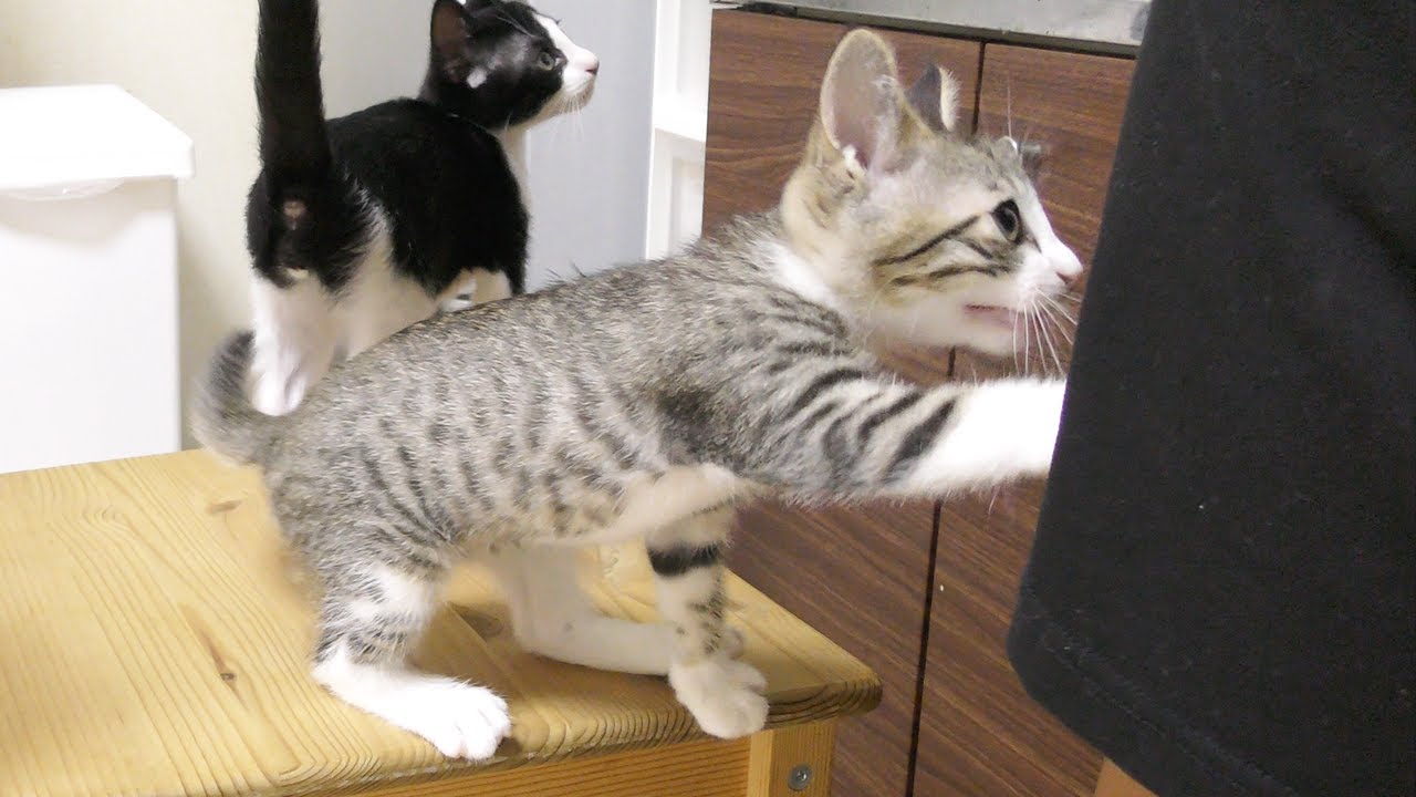 子猫たちに朝ごはんを催促されまくって悪戦苦闘する飼い主www
