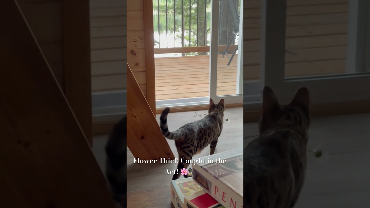 Bengal cat playing #cat #bengal #pets #shortvideo