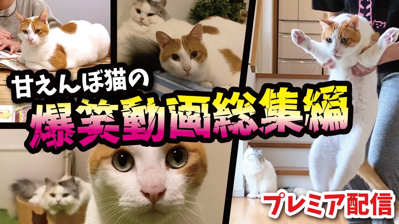 甘えんぼがヒドすぎる猫ばかり集めた甘ったるすぎる動画総集編！【プレミア公開】【関西弁でしゃべる猫】【猫アテレコ】
