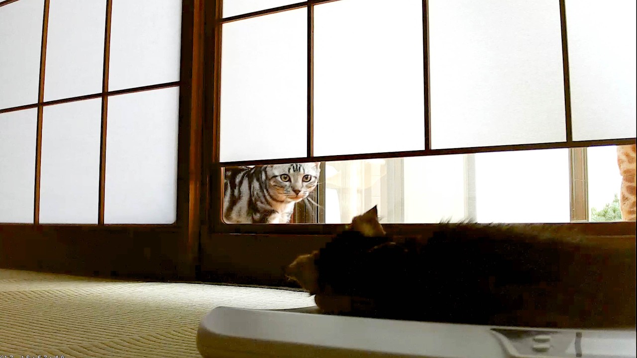 FIP闘病中の子猫急変。見守りカメラに映っていた衝撃と見守る弟猫の必死な叫び。