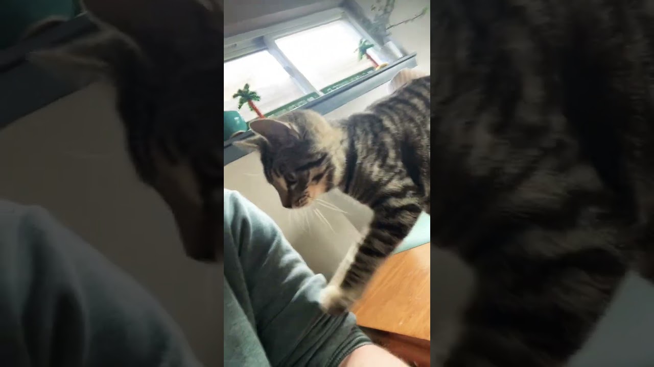 Kitty Kitty #shorts #fyp #fypシ゚ #kitten