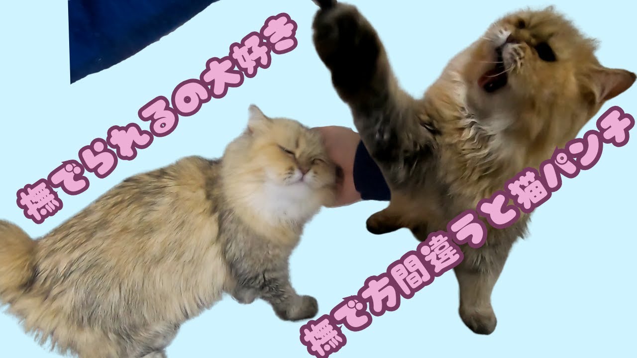 ブリーダー引退のペルシャ猫はお嬢様 甘えん坊でも撫で方を間違うと猫パンチ（保護猫カフェ猫の惑星にゃーくる）People-loving Persian cat retires from breeding