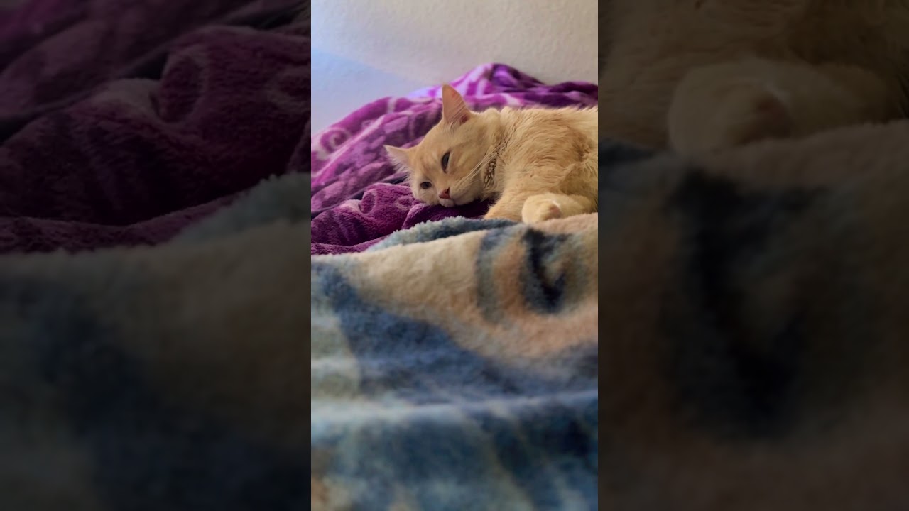 They don't love you like I love you 😾 #cat