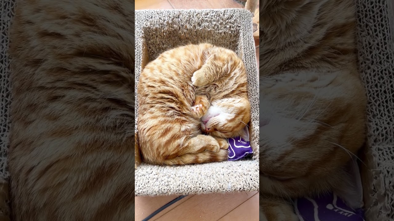 これは完璧に... #猫 #マンチカン #shorts