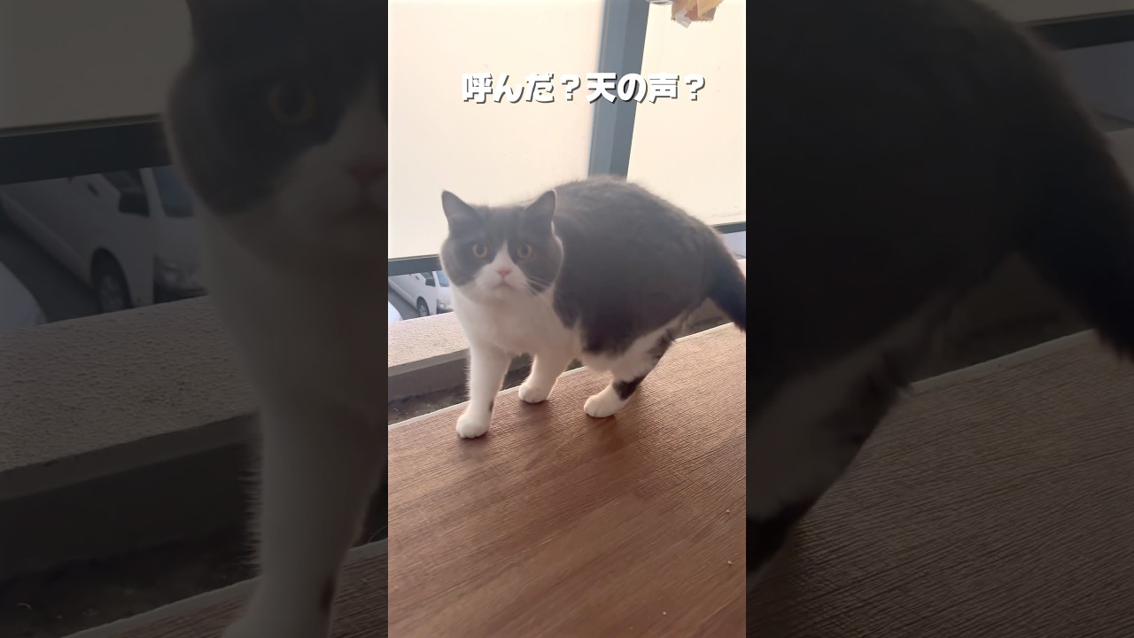 まあっ、あっ！チャレンジ|ﾟДﾟ))) #猫 #cat #ブリテッシュショートヘアー #猫のいる暮らし #ブリティッシュショートヘア #ねこ #チャレンジ