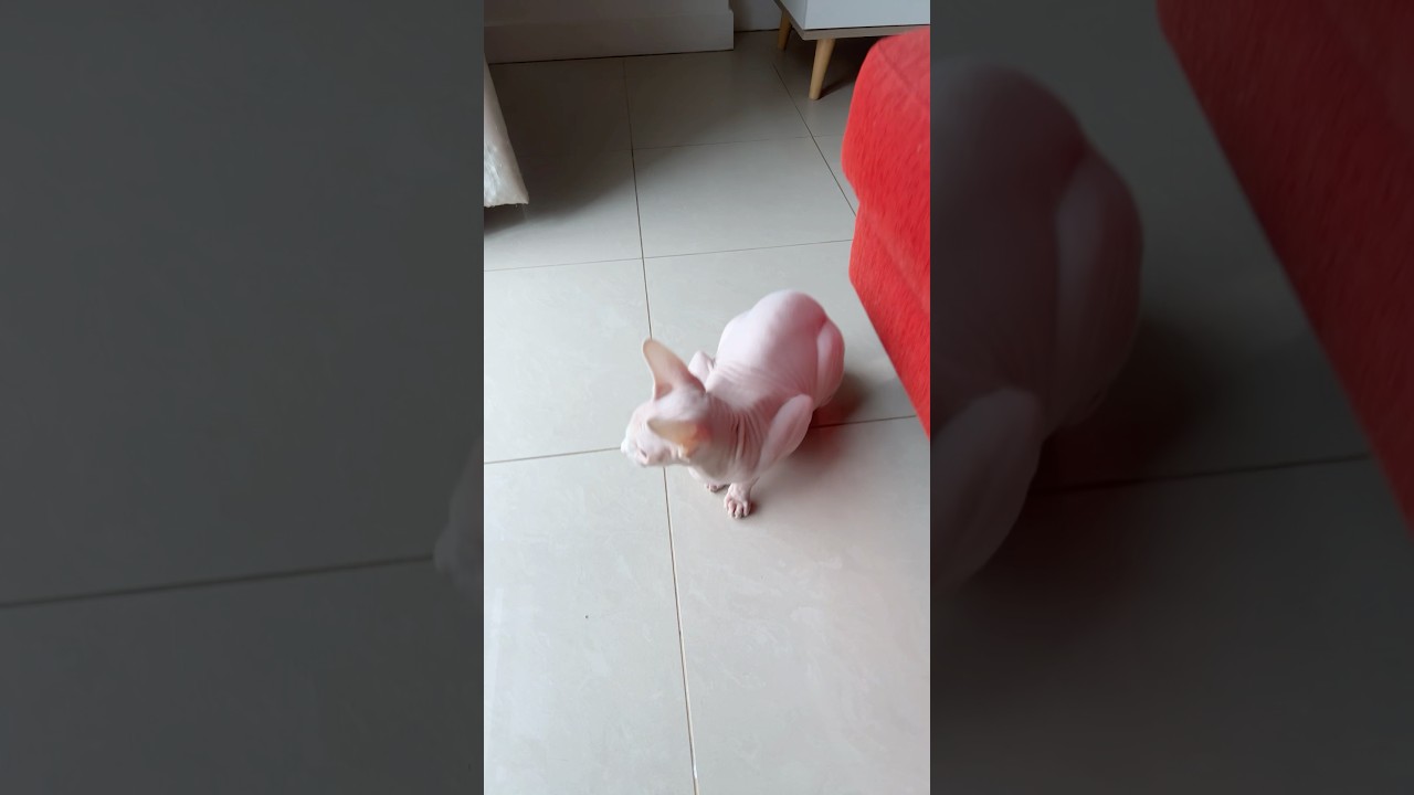 まるで蒸し鶏な毛のない猫【スフィンクス猫】