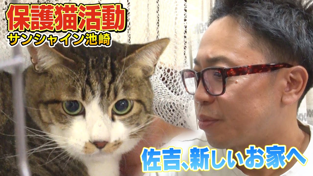 【最終回】サンシャイン池崎さんが預かった保護猫佐吉が新しい飼い主さんの元へ