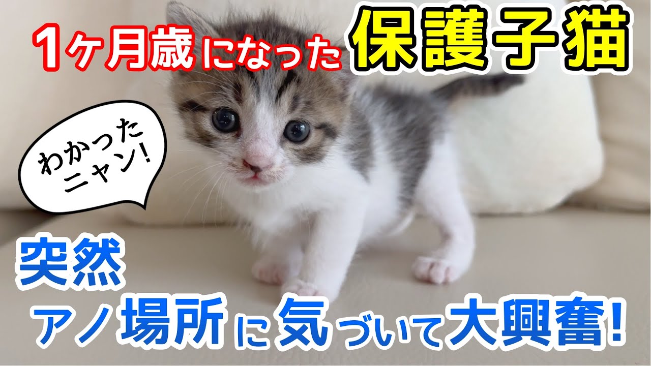 1ヶ月歳になった保護子猫 突然アノ場所がわかり その次の行動に拍手