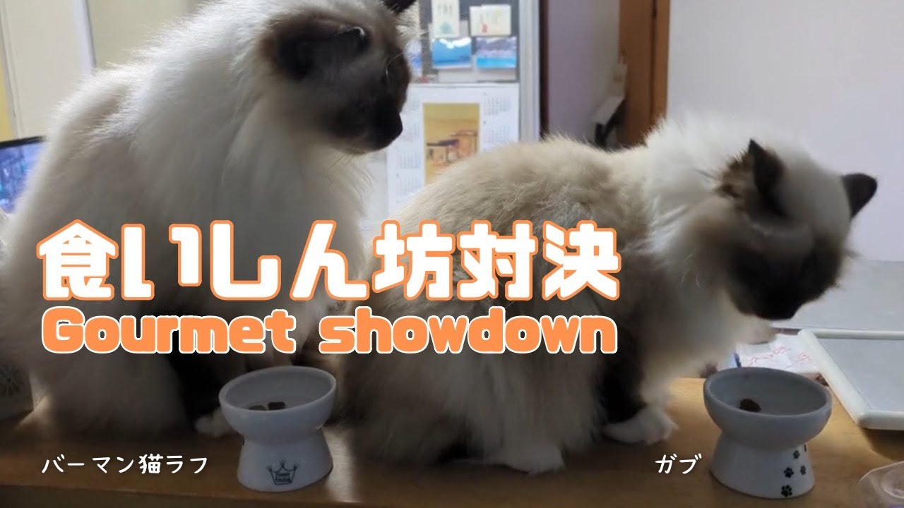 バーマン猫ウリとガブ【食いしん坊対決】Gourmet showdown （バーマン猫）Birman/Cat
