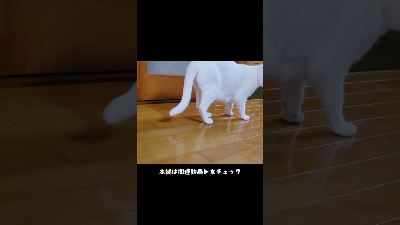 子猫におもちゃを取られる先住猫。#shorts 【つぶねこ】