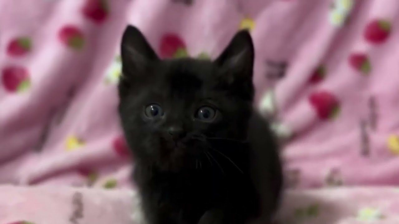 【ナナハチ’s ROOM】ボンベイ☆ブラックの男の子　20241027