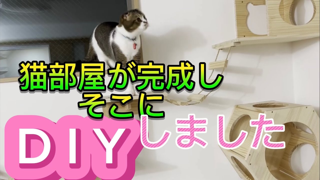 猫部屋の完成とDIYしました。＃猫部屋＃スコティッシュフォールド折れ耳＃スコティッシュフォールド仔猫＃元野良猫＃ダックス