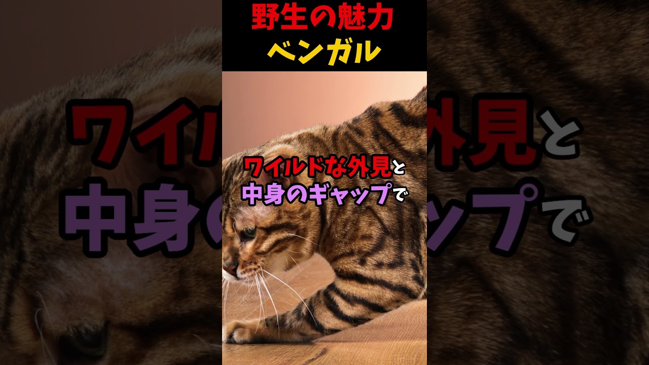 野生の魅力ベンガル #動物  #雑学 #猫 #生き物 #shorts
