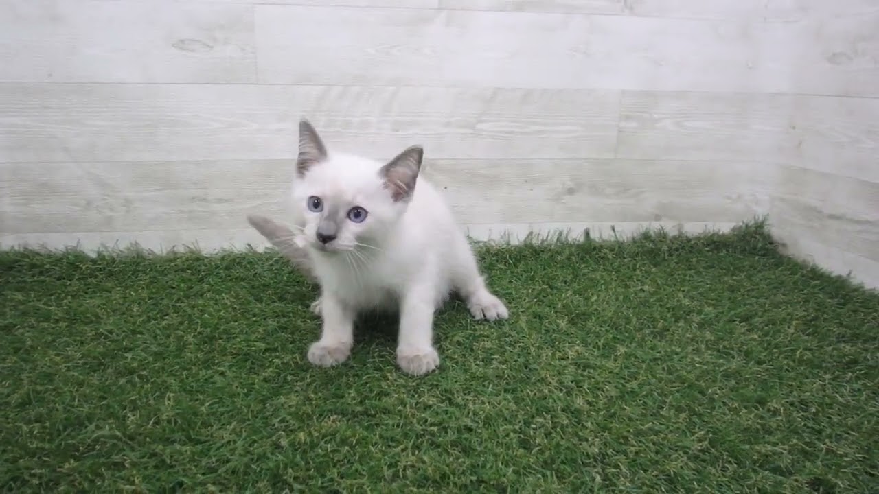 Coo&RIKU　No00697061 トンキニーズ