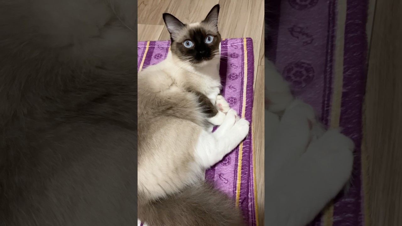 ラグドールのとこちゃん #クリスマスソング #山下達郎 #クリスマスイブ #cat #ragdollkittens #ragdoll #猫のいる暮らし #ラグドール ​⁠@tanutoko