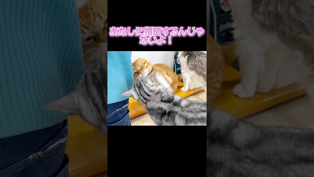 『小娘はすっこんどけ！』 #猫 #アメリカンショートヘア #shorts