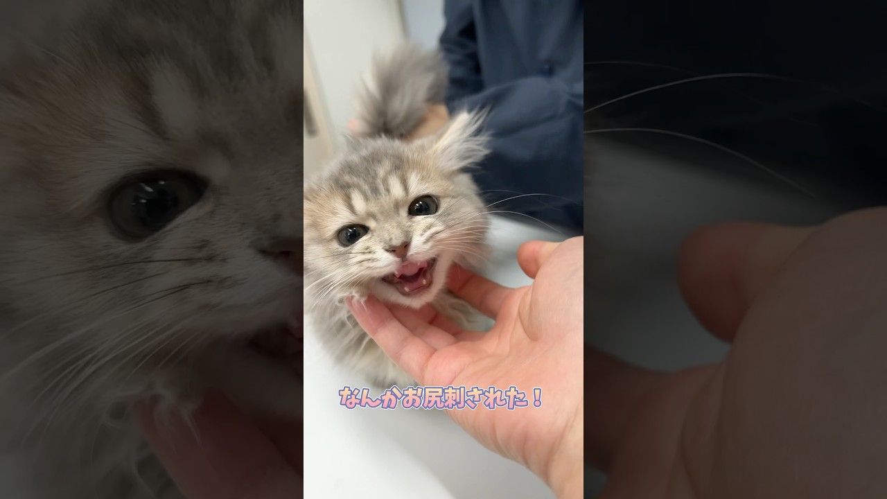 検温中嫌がるもいい子に我慢するマンチカン