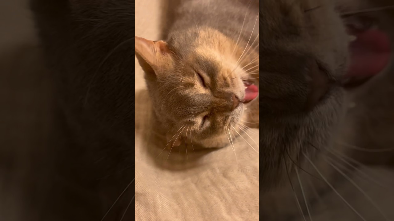 癒し系猫なの #shorts #猫動画 #アビシニアン #cat #まな猫