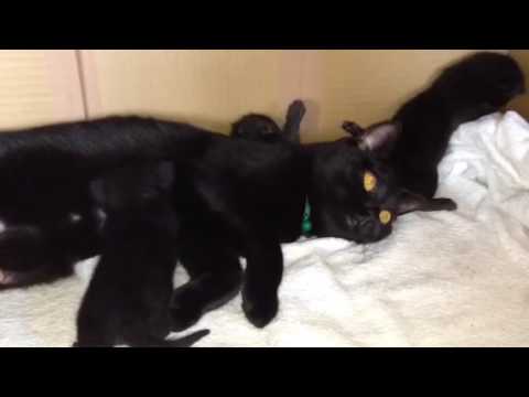 ボンベイ 赤ちゃん 生後15日目になりました！Black bombay cat（黒のボンベイ猫） 3匹とも目も開きました。青い目が綺麗！