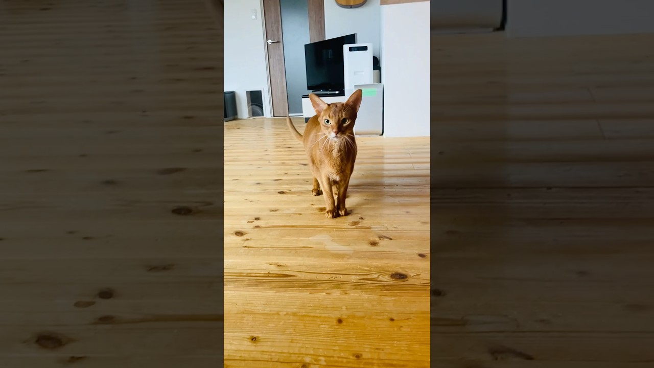 残念な回#猫#こころ#アビシニアン#レッド#give#cat#abyssinian#red