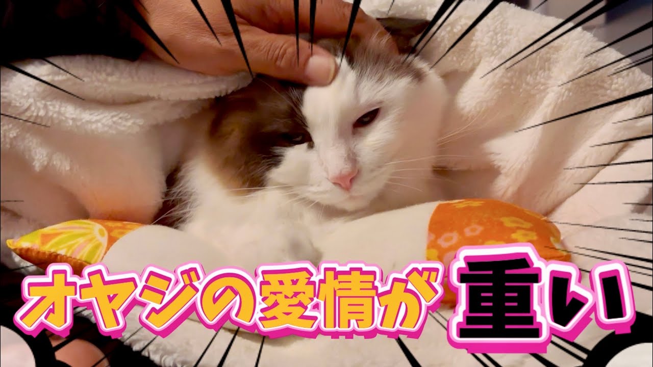 【でぶ猫】旦那の愛情に耐えきれくなった猫の一瞬の出来事がこちらです😈
