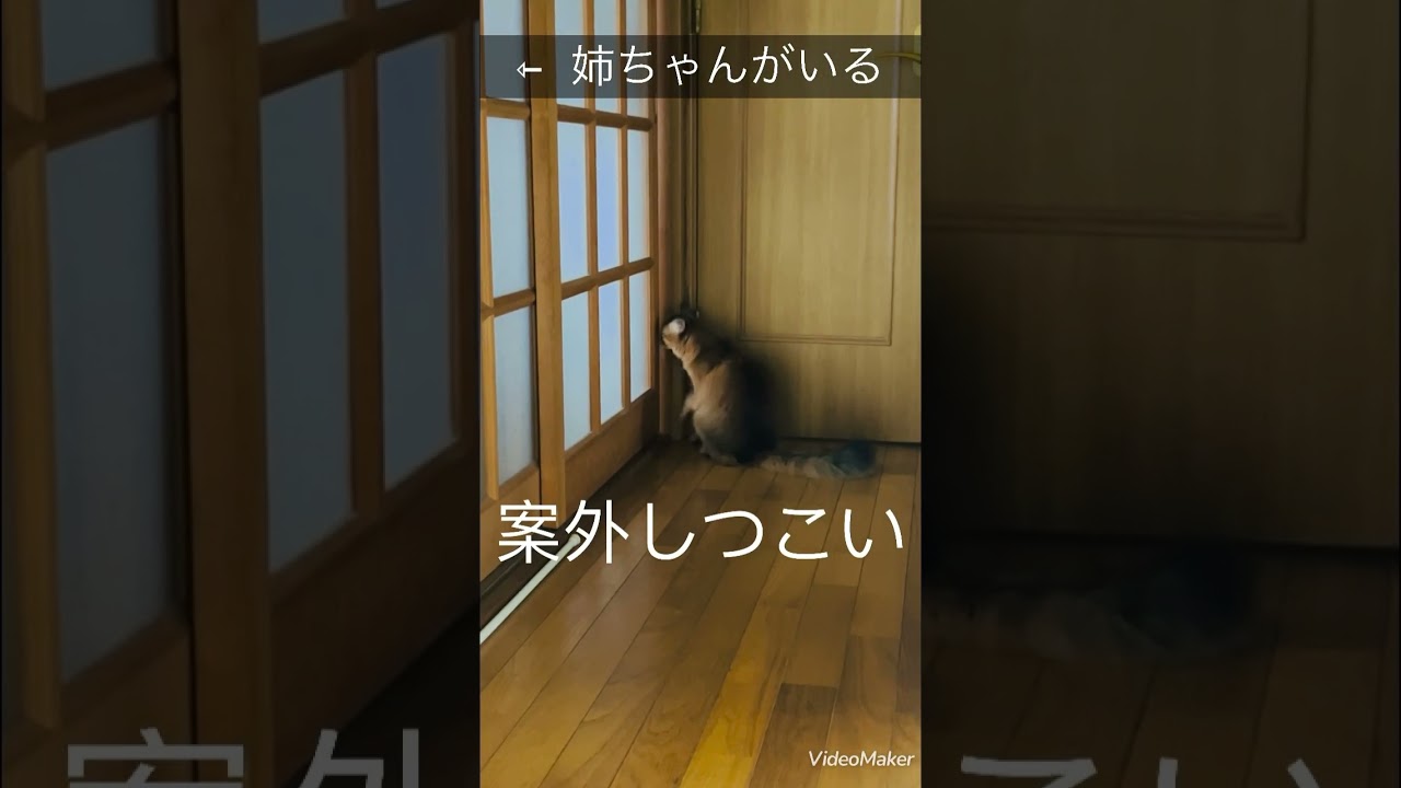 ソマリのルディくん、鳴き声激カワァァー