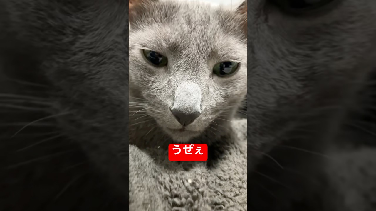 うぜぇしワンテンポ遅れてる飼い主#ロシアンブルー #猫 #cat #russianblue