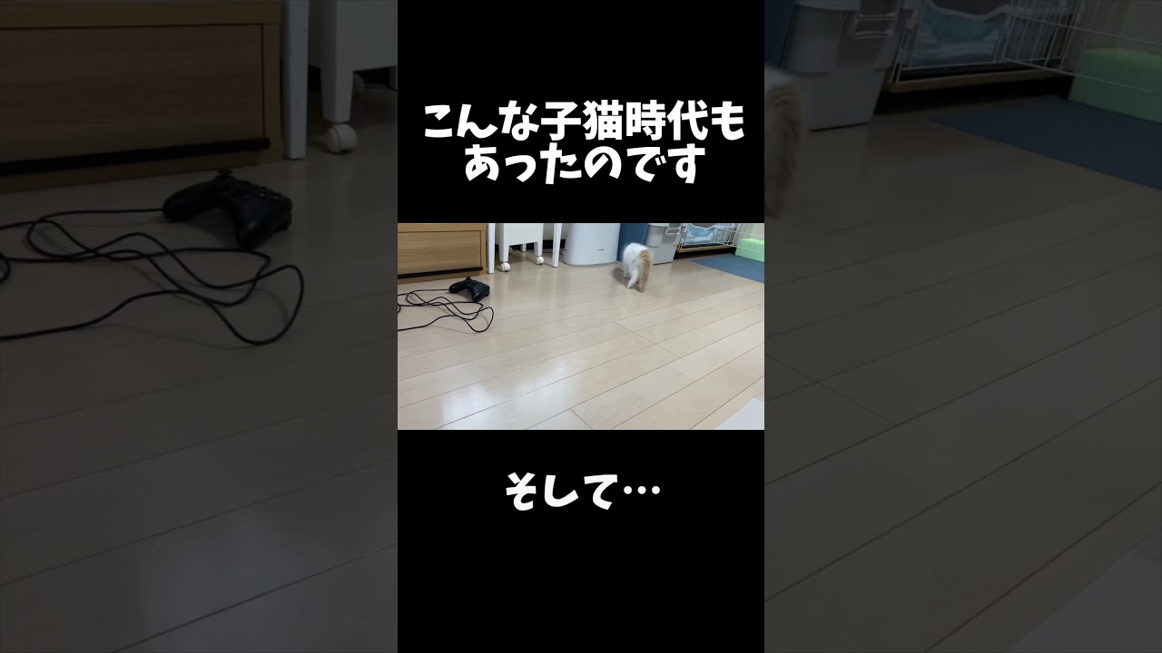 サイベリアン成猫と子猫の違いがすごすぎた… #shorts