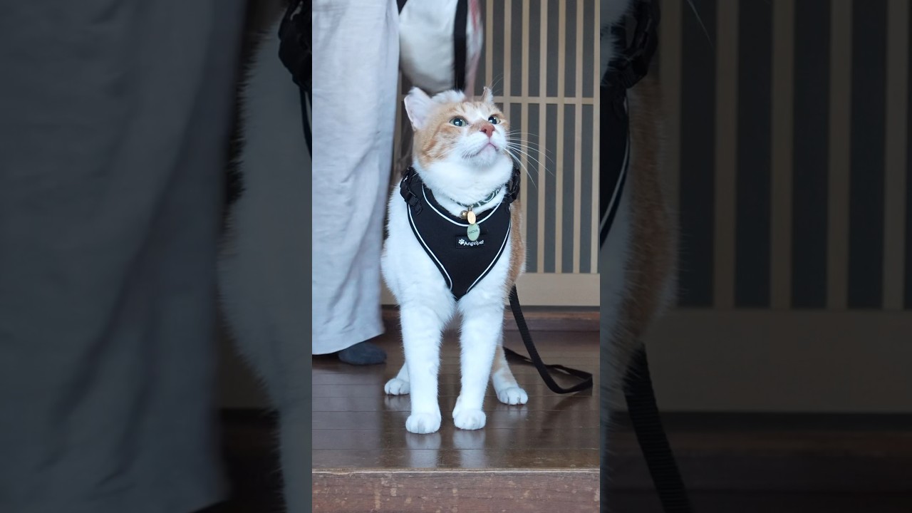 猫のキレイな瞳を台無しにするものとは‥ #元野良猫チャチャ #猫武将 #ネコ #ねこ #猫 #ネコ #cat #猫侍 #チャチャ