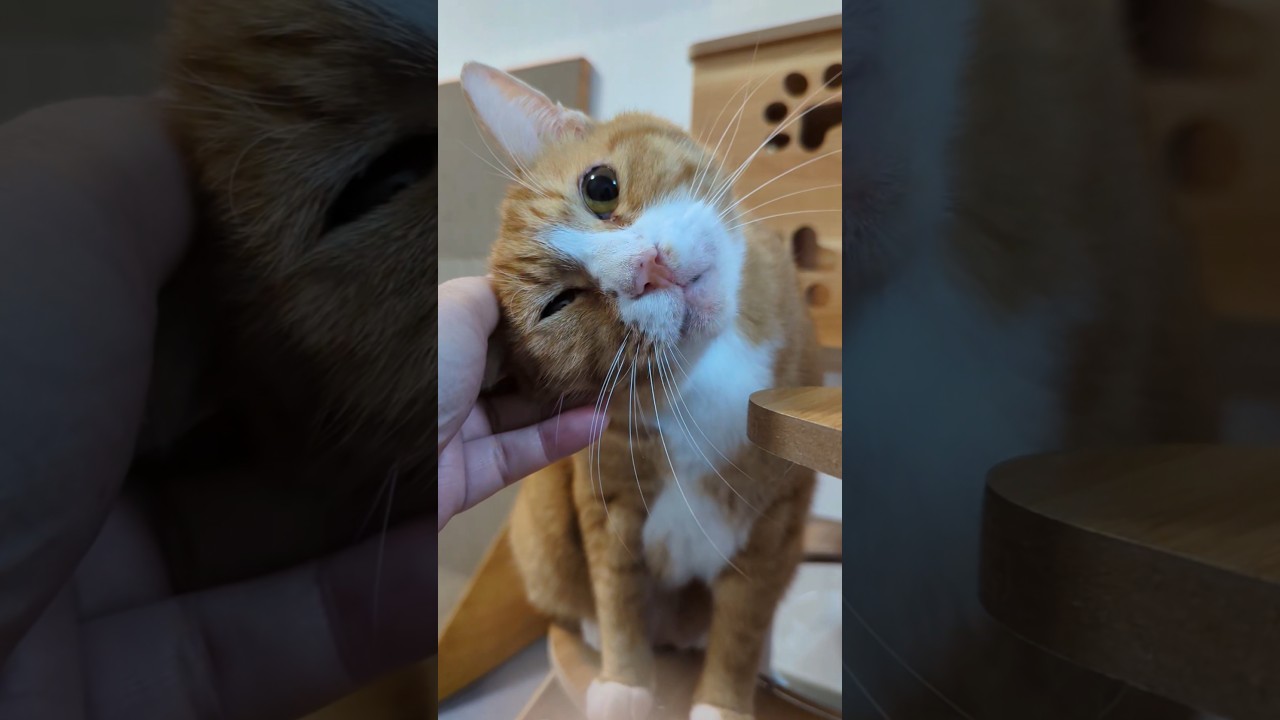 引越しに慣れた猫たちと朝の団らん #cat #ソマリ #ねこ #猫のいる暮らし