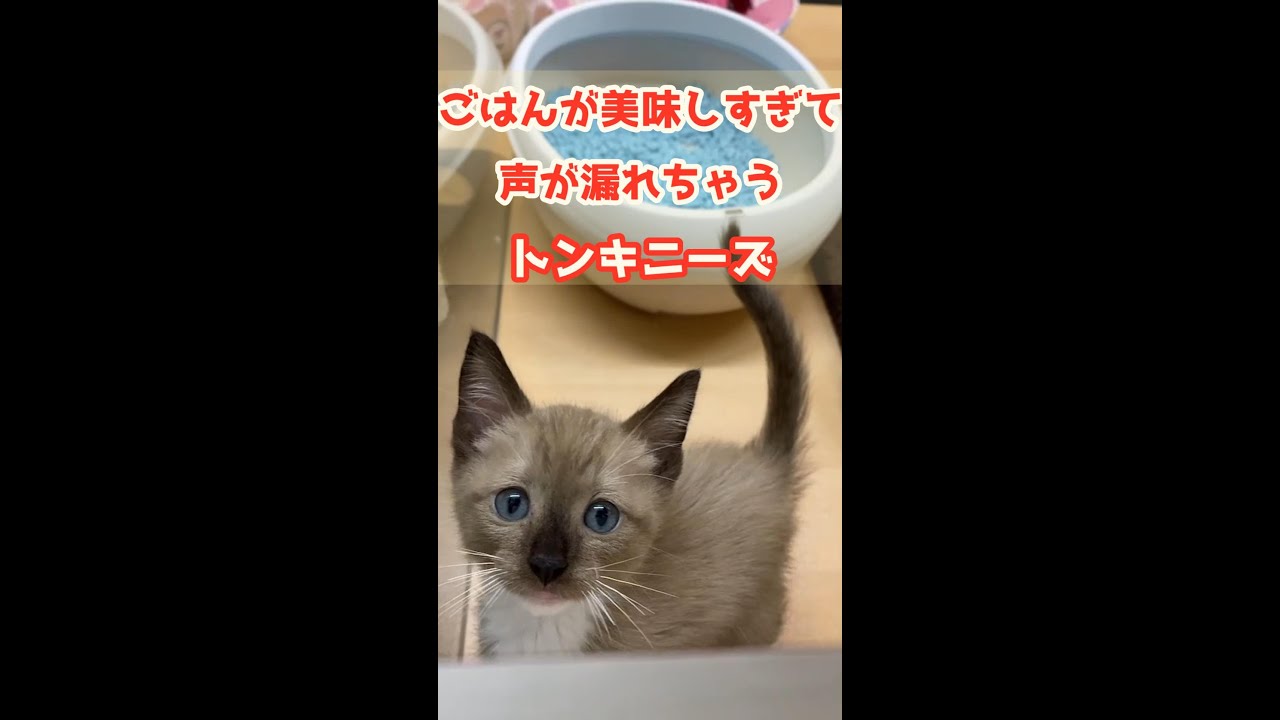 【こねこ】最後の鳴き声に注目‼ごはんがおいしすぎて声が漏れちゃうトンキニーズ♥#Shorts