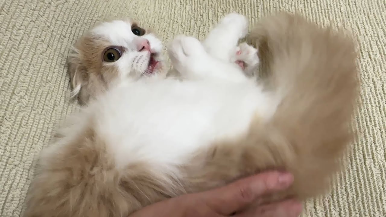 四谷でお迎えしたセレブ子猫が初めて虫を見て追いかけちゃうのですw