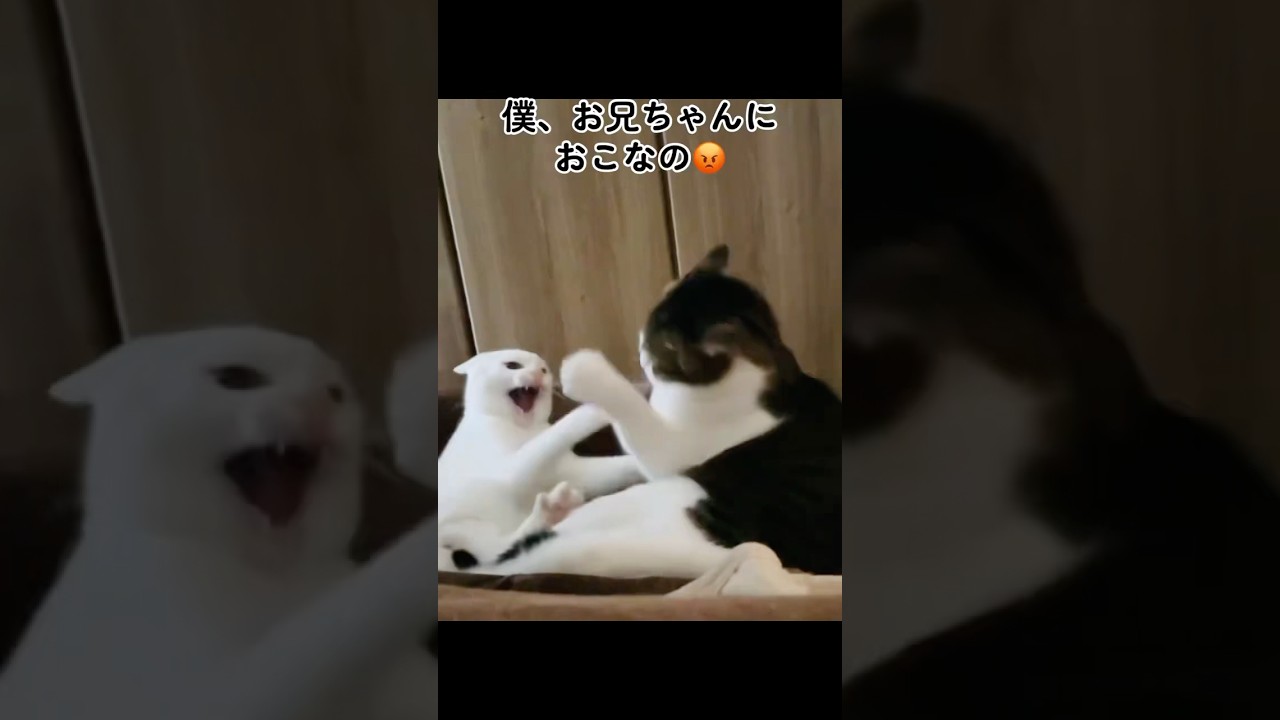 猫の喧嘩がまさかの展開に…！？ #shorts #猫 #cat #スコティッシュフォールド #保護猫 #猫の喧嘩