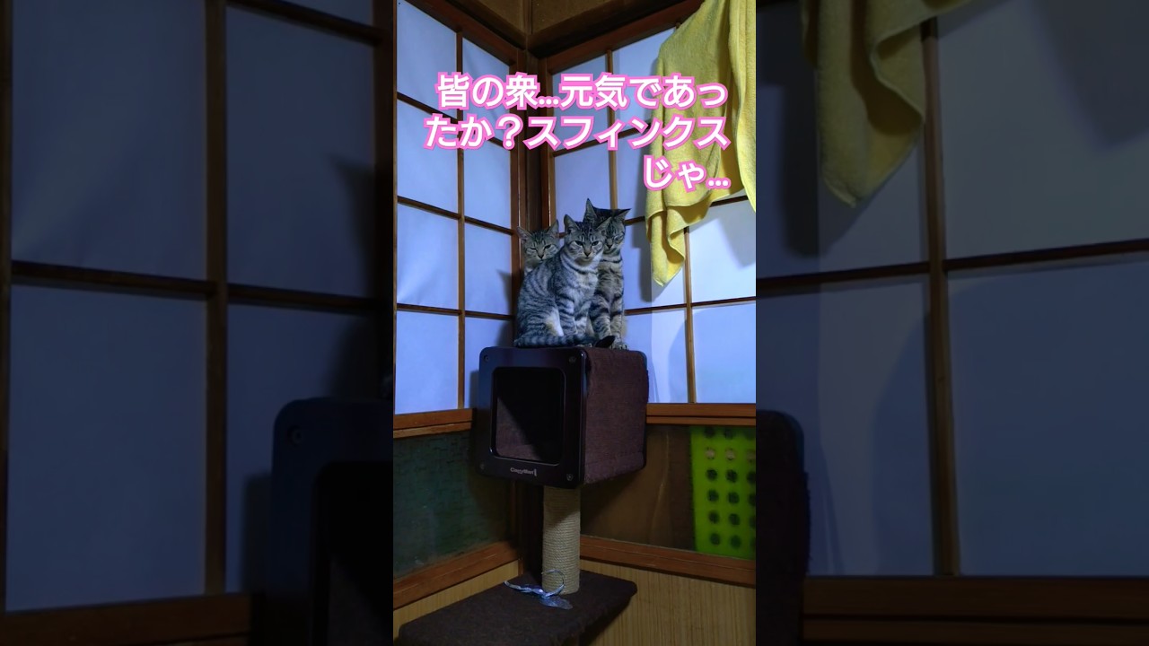 寒い夜の生存法をスフィンクス（右）から学ぶ時雨（左）と吹雪（中）#保護猫 #スフィンクス#仔猫#猫のいる暮らし #仔猫のいる暮らし